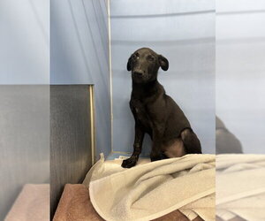 Labrador Retriever-Unknown Mix Dogs for adoption in San Bernardino, CA, USA