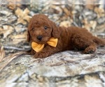 Small #1 Goldendoodle (Miniature)