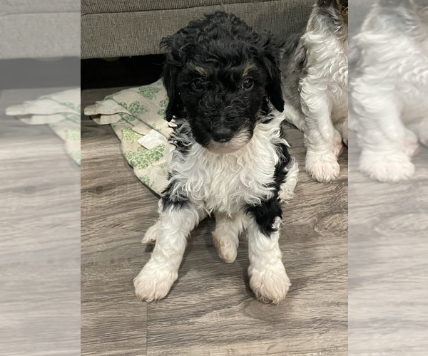 Medium Photo #3 Bernedoodle Puppy For Sale in ZEELAND, MI, USA