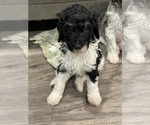 Small #2 Bernedoodle