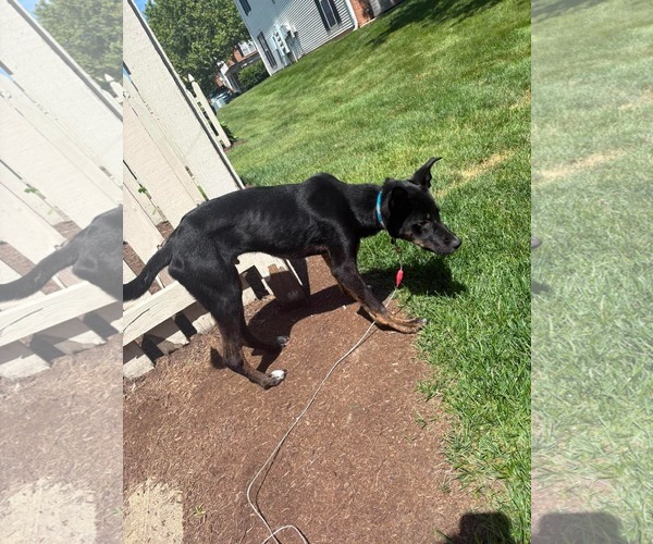 Medium Photo #3 Mutt Puppy For Sale in Germantown, OH, USA