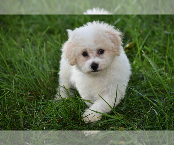 Medium Photo #2 Bichpoo Puppy For Sale in ELDORADO, OH, USA