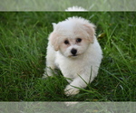 Small #1 Bichpoo