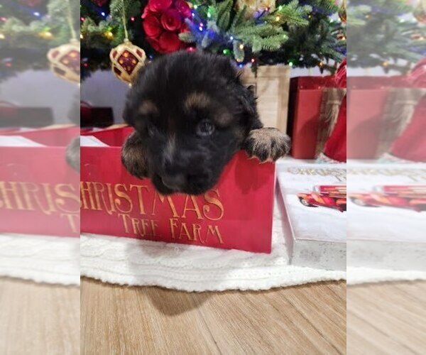 Medium Photo #5 German Shepherd Dog Puppy For Sale in AUBURN, WA, USA