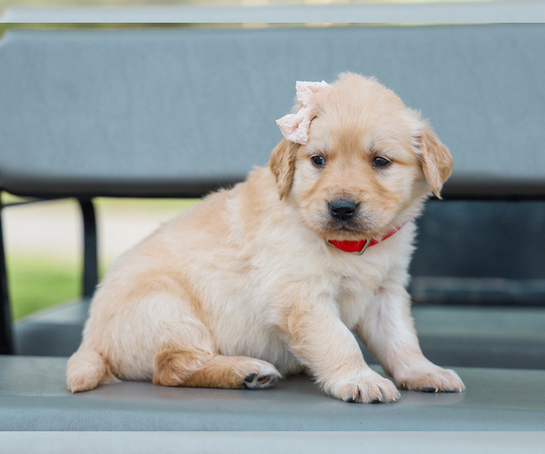 Medium Photo #5 Golden Retriever Puppy For Sale in LIBERTY, KY, USA