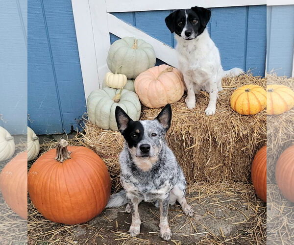 Medium Photo #3  Puppy For Sale in , 