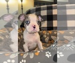 Small #1 Boston Terrier