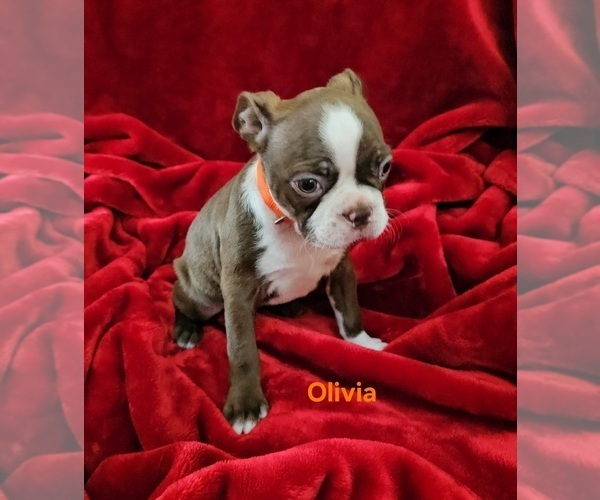 Medium Photo #3 Boston Terrier Puppy For Sale in SALINA, KS, USA