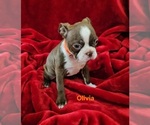 Small #2 Boston Terrier