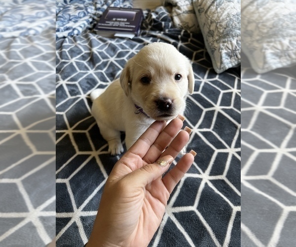 Medium Photo #3 Labrador Retriever Puppy For Sale in CLOVIS, CA, USA