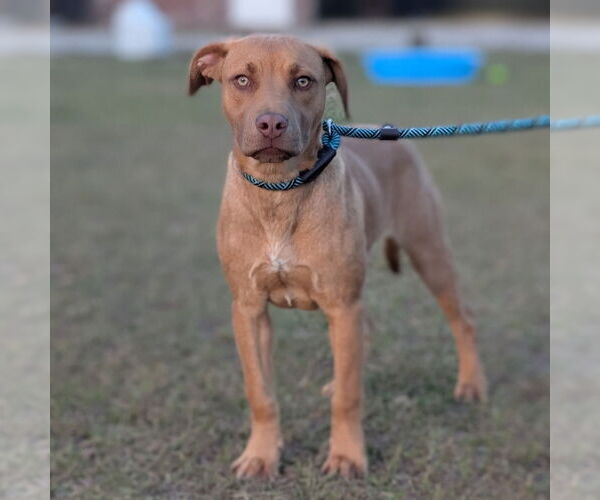 Medium Photo #3 Rhodesian Ridgeback-Unknown Mix Puppy For Sale in Canton, CT, USA