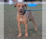Small #2 Rhodesian Ridgeback Mix