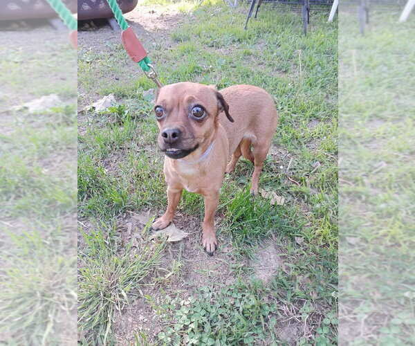 Medium Photo #4 Chihuahua-Unknown Mix Puppy For Sale in Evansville, IN, USA