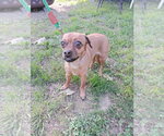 Small #3 Chihuahua Mix