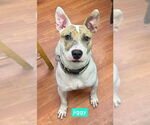 Small American Pit Bull Terrier