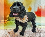 Small Photo #6 Cocker Spaniel Puppy For Sale in Arlington, VA, USA