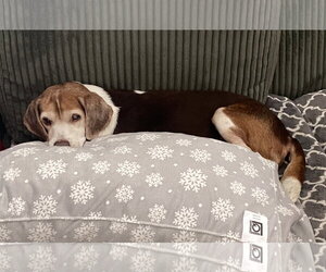 Coco Bean - Male Beagle Dog for Adoption - Photo #5