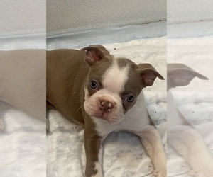 Boston Terrier Puppy for sale in AMARILLO, TX, USA