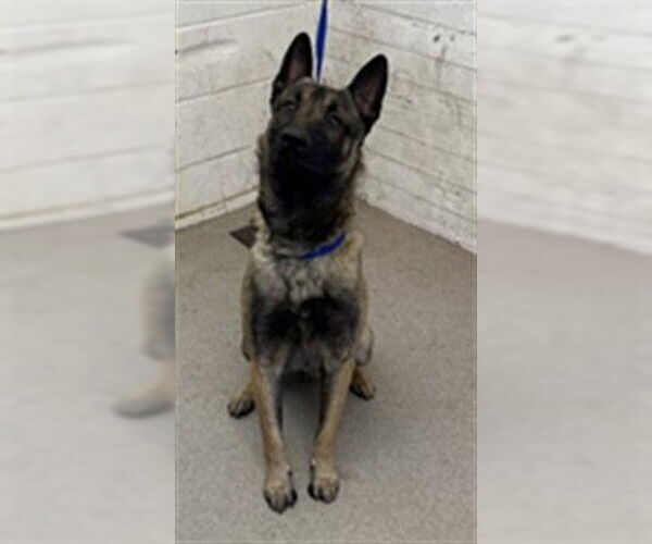 Medium Photo #1 Mutt Puppy For Sale in San Bernardino, CA, USA