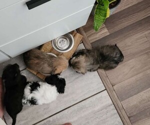 Dachshund Litter for sale in KANSAS CITY, MO, USA