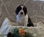 Small English Springer Spaniel