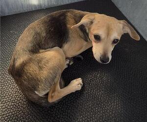 Chihuahua-Unknown Mix Dogs for adoption in San Antonio, TX, USA