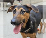 Small #3 Doberman Pinscher-German Shepherd Dog Mix