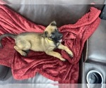 Small Photo #84 Belgian Malinois Puppy For Sale in REESEVILLE, WI, USA