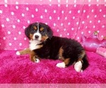 Small Photo #7 Bernese Mountain Dog Puppy For Sale in BLACK FOREST, CO, USA