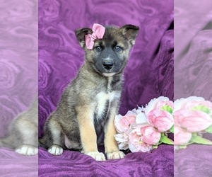 Labrador Retriever-Siberian Husky Mix Puppy for sale in LINCOLN UNIV, PA, USA