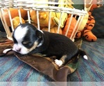 Small #2 Chihuahua