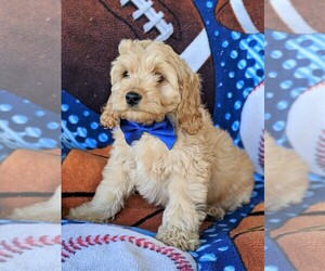Cock-A-Poo Puppy for sale in NOTTINGHAM, PA, USA