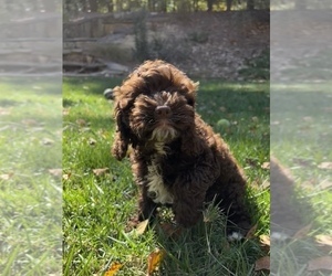 Cockapoo Puppy for sale in FORT MILL, SC, USA