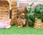 Small #3 Poodle (Miniature)