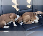 Small Photo #4 Boxer-Unknown Mix Puppy For Sale in Burnsville, MN, USA