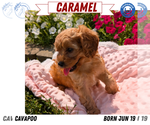 Small Photo #58 Cavapoo Puppy For Sale in GOSHEN, IN, USA