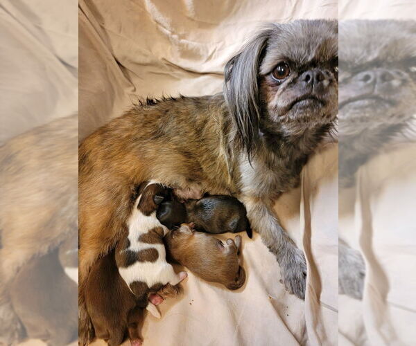Medium Photo #1 Shih Tzu Puppy For Sale in FANNING SPGS, FL, USA