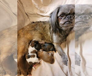 Shih Tzu Litter for sale in FANNING SPGS, FL, USA