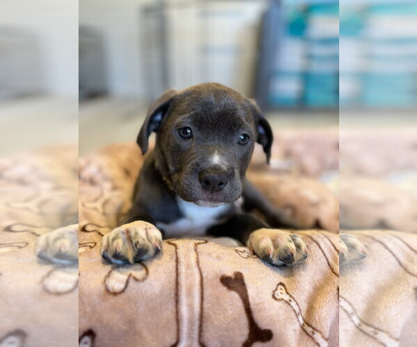 Medium Photo #3 Mutt Puppy For Sale in Goodyear, AZ, USA