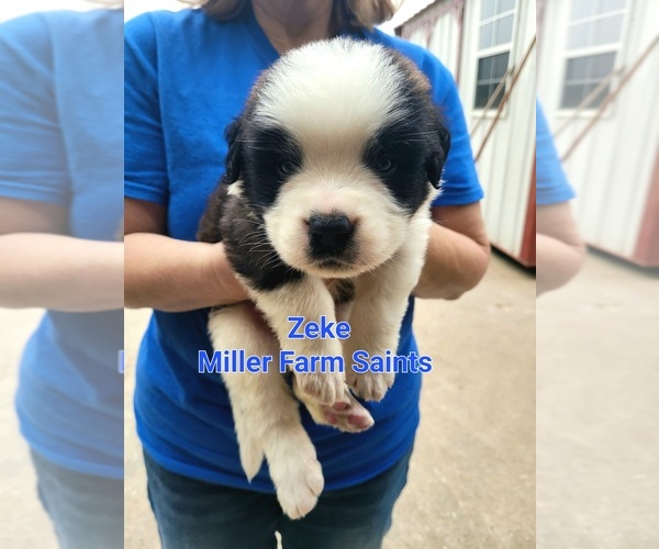 Medium Photo #1 Saint Bernard Puppy For Sale in BETHEL, MO, USA
