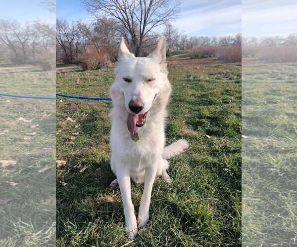 Medium Photo #1 German Shepherd Dog-Unknown Mix Puppy For Sale in Sandy, UT, USA