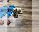 Puppy 1 English Cocker Spaniel-Poodle (Toy) Mix