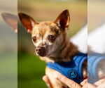 Small #2 Chihuahua