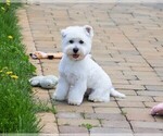 Small West Highland White Terrier