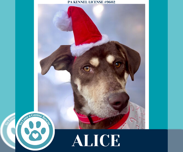 Medium Photo #3 Mutt Puppy For Sale in Kimberton, PA, USA