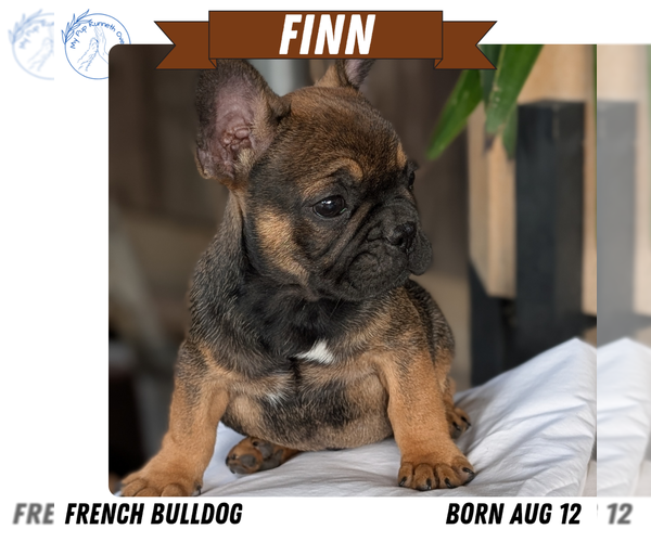 Medium Photo #13 French Bulldog Puppy For Sale in GOSHEN, IN, USA