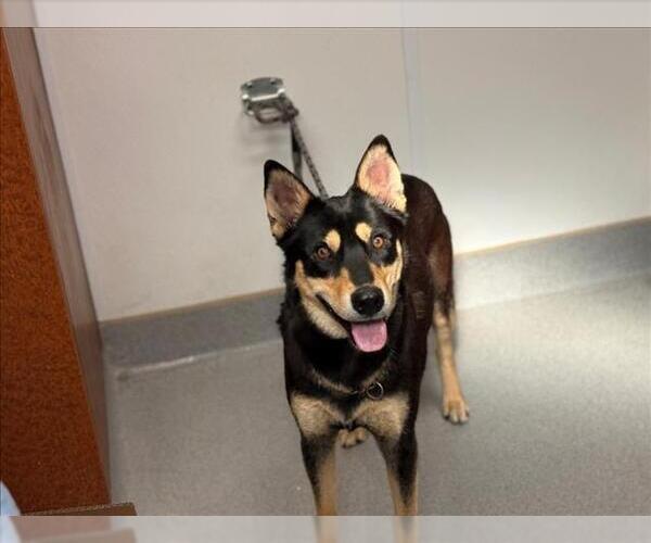 Medium Photo #2 Australian Kelpie Puppy For Sale in Rancho Cucamonga, CA, USA