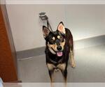 Small #1 Australian Kelpie