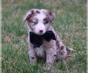 Australian Shepherd Puppy for sale in MEADOWVIEW, VA, USA