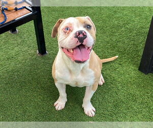 Mutt Dogs for adoption in Orange, CA, USA